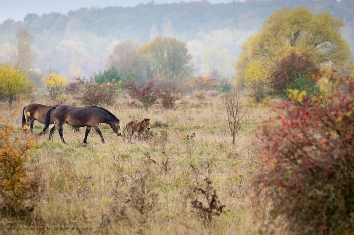 Klisna Sgurr s hříbětem