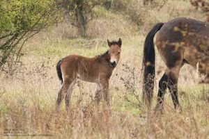Klisna Sgurr s hříbětem