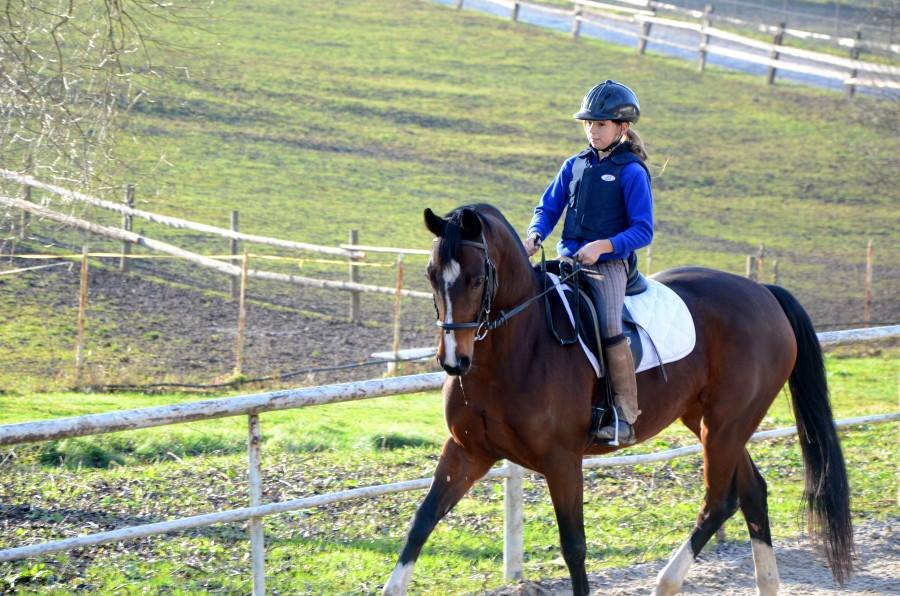 Buď kůň reaguje citlivě na všechny vzruchy, včetně těch, které se nám nehodí, a musíme ho tudíž více habituovat (navykat), nebo na ně naopak reaguje méně citlivě a pak ho musíme naopak zcitlivovat. *
