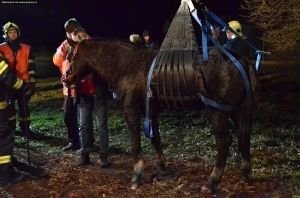 Záchrana koně pomocí sítě z jímky