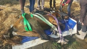 Ležící hřebeček