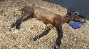 Ležící hřebeček