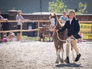 Markéta Svítilová - Withymead Honeysuckle