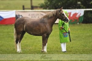 Anička Dušková - Withymead Honesuckle