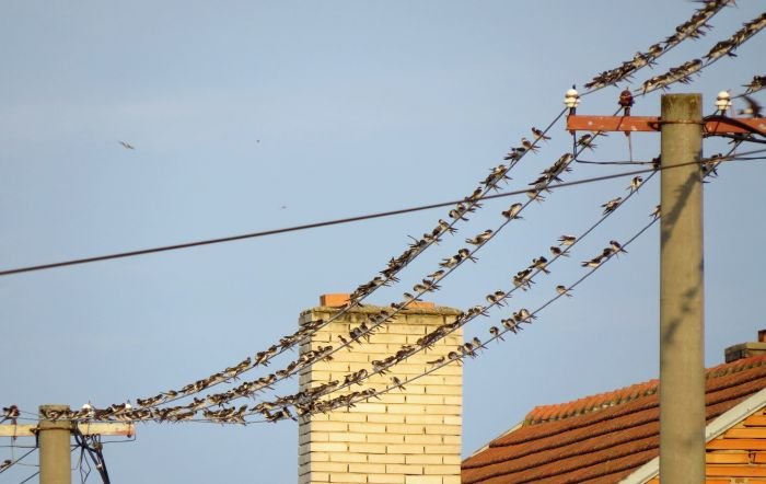 Podzimní houfování Podzimní houfování