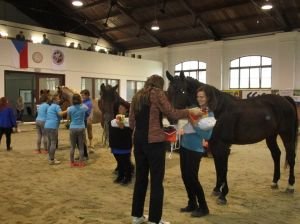 Poděkování koním