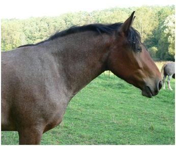 Mírně prokvetlý bay roan