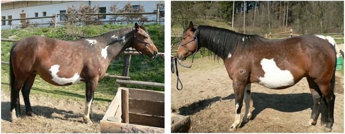 Bay frame overo Bay frame overo