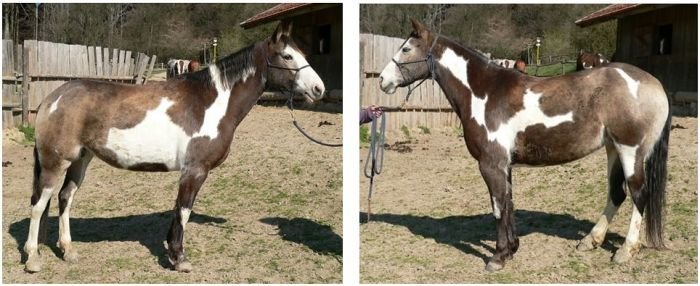 Buckskin frame overo Buckskin frame overo