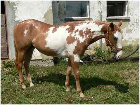 Chestnut (sorrel) frame overo Chestnut (sorrel) frame overo
