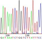 Esence života obrázek "písmenek" = nukleotidů DNA generovaný automatickým sekvenátorem