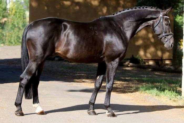 PORTHOS M Insprav (Papillion - Tasak)